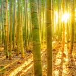 Bambous à l'aube